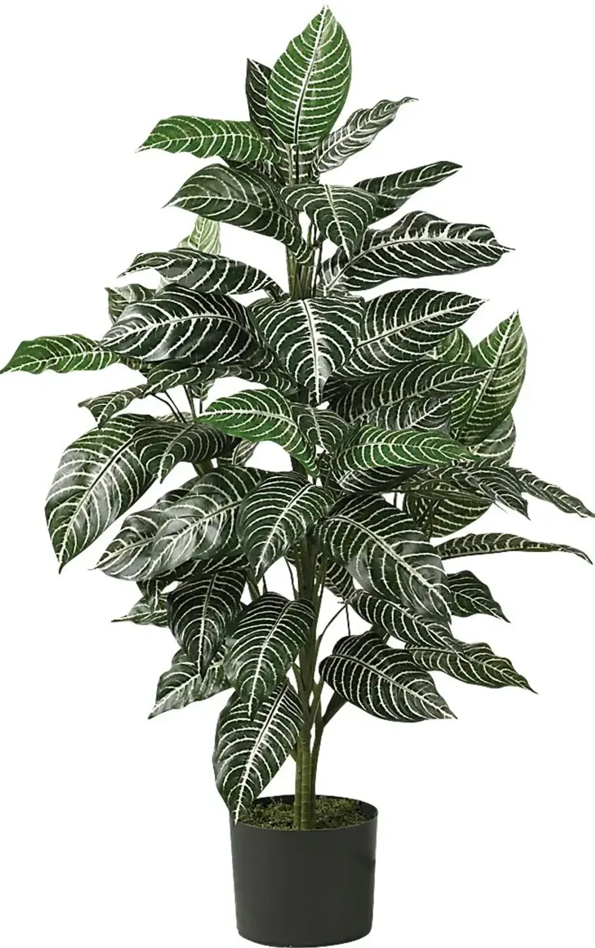 Dynah Green Zebra Silk Plant