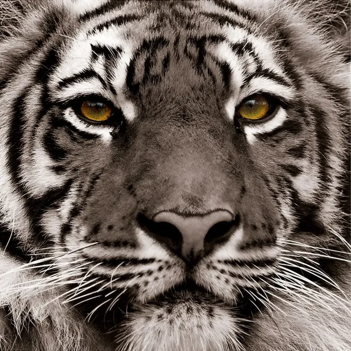 Fierce Look Artwork