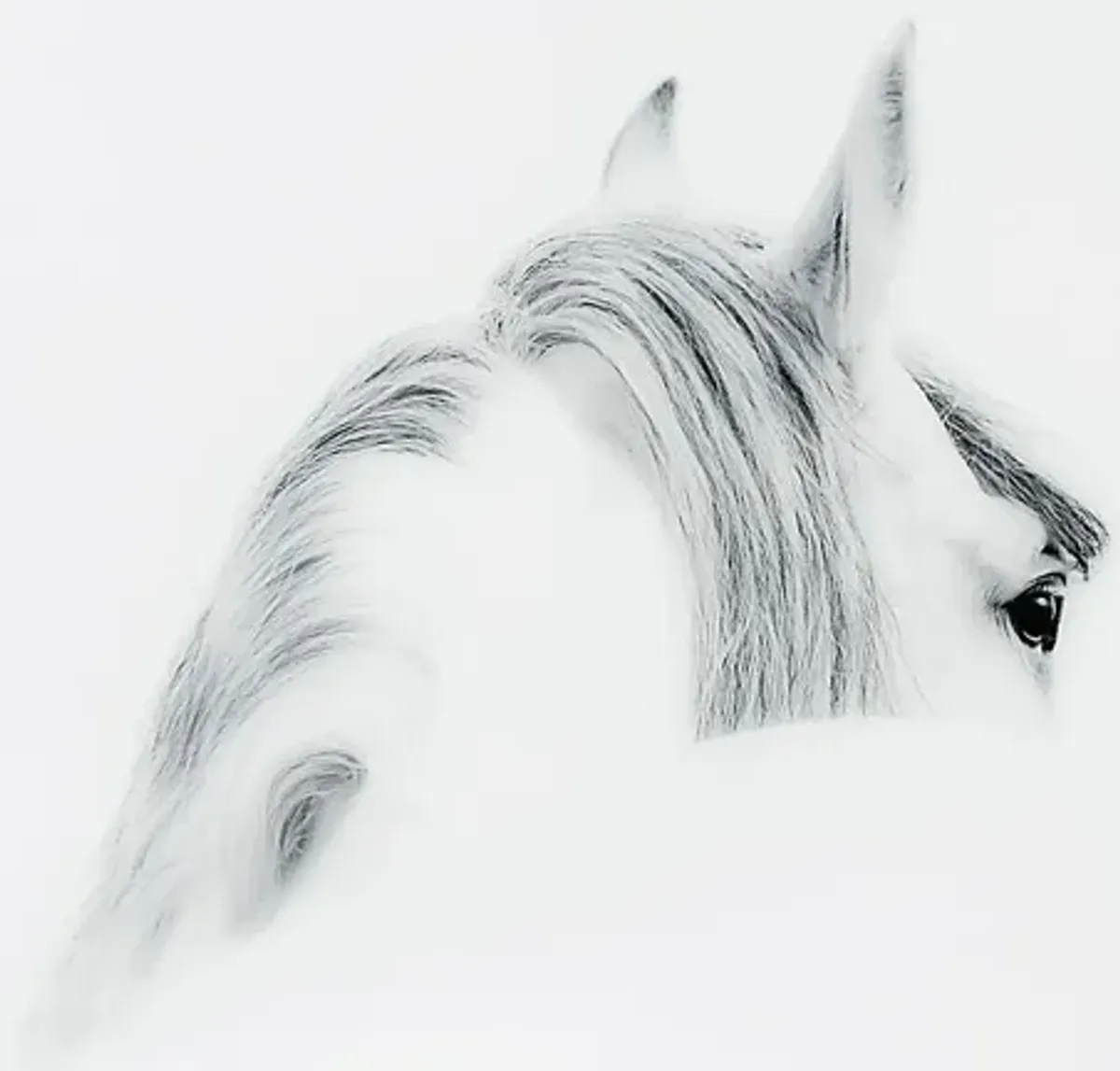 Winter Stare Artwork