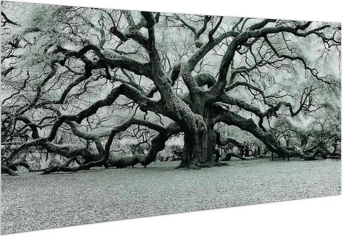 The Angel Oak Artwork