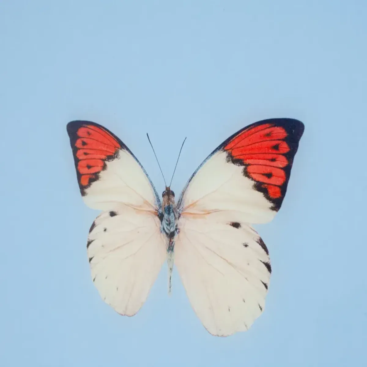 Framed Butterfly Print In Light Blue