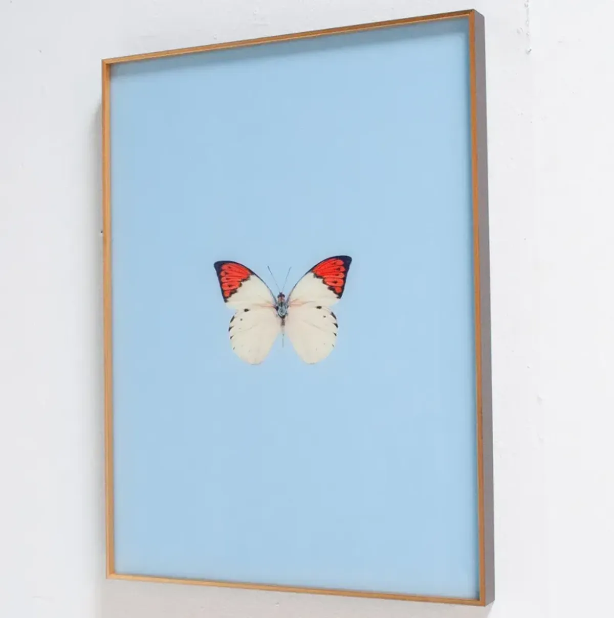 Framed Butterfly Print In Light Blue