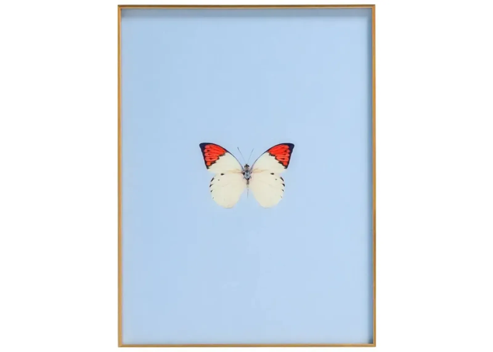 Framed Butterfly Print In Light Blue