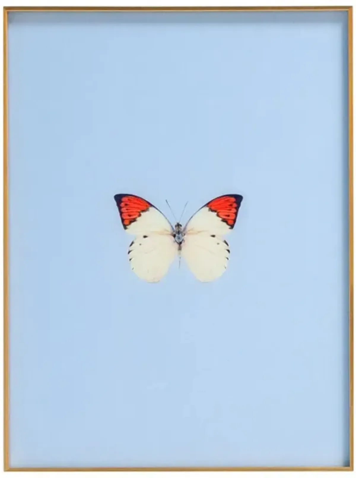 Framed Butterfly Print In Light Blue