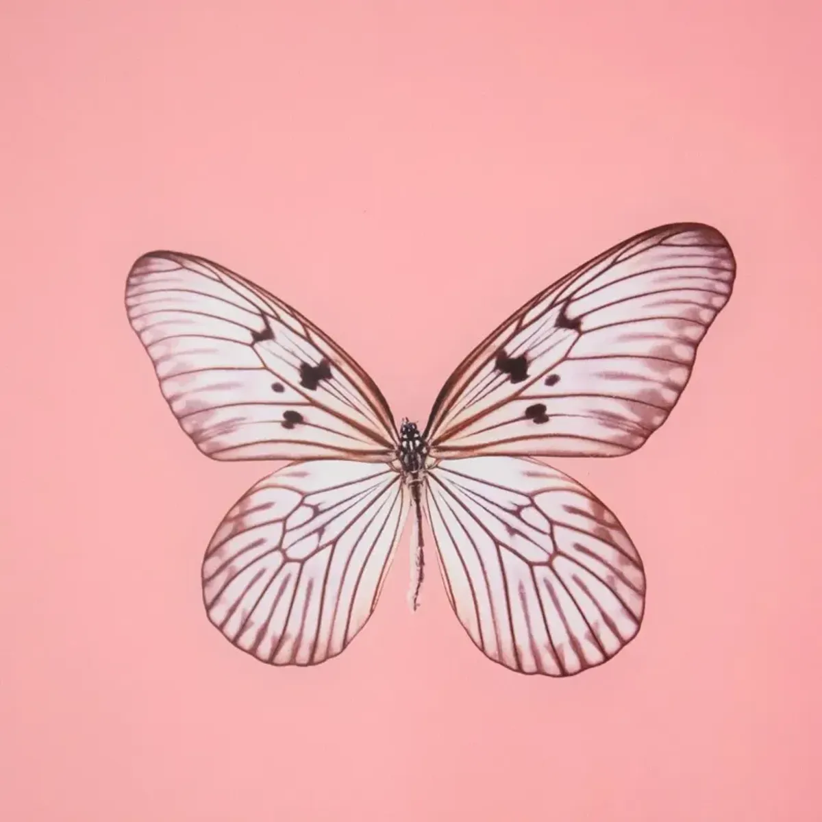 Framed Butterfly Print in Blush