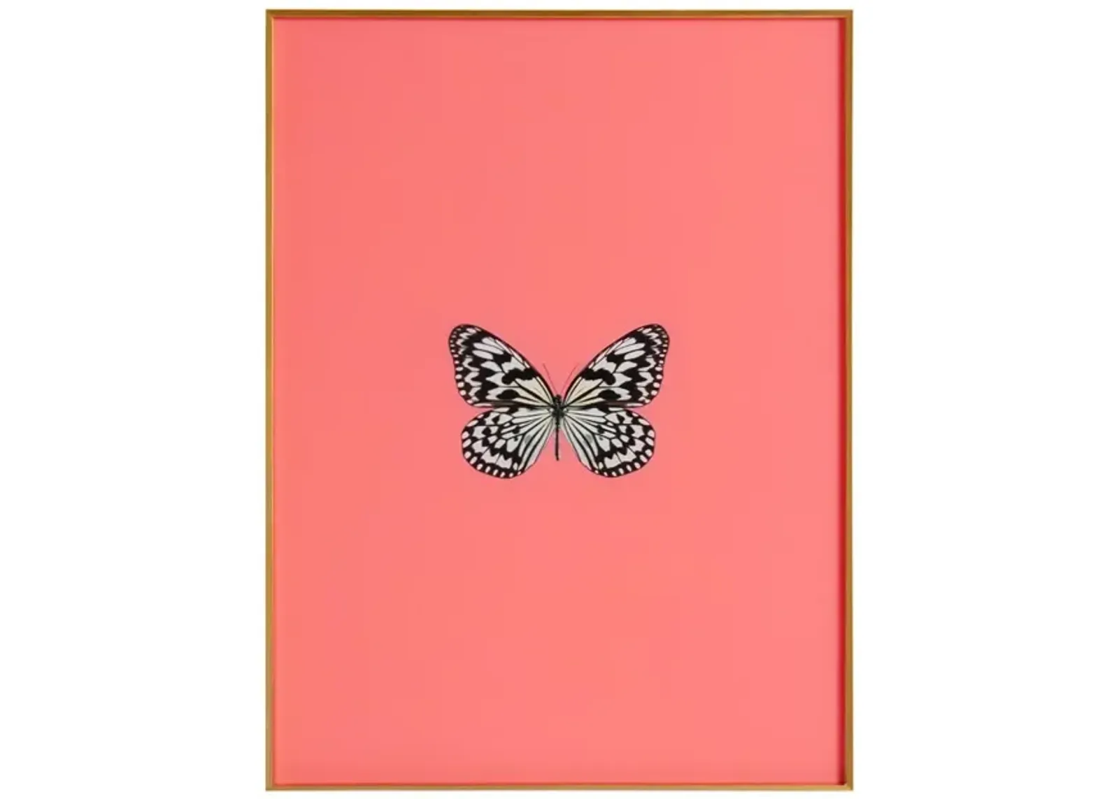 Framed Butterfly Print in Persimmon