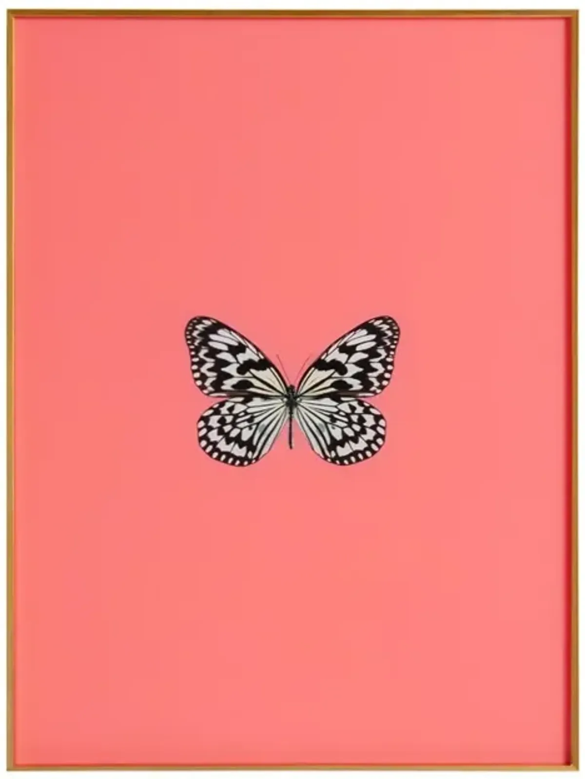 Framed Butterfly Print in Persimmon