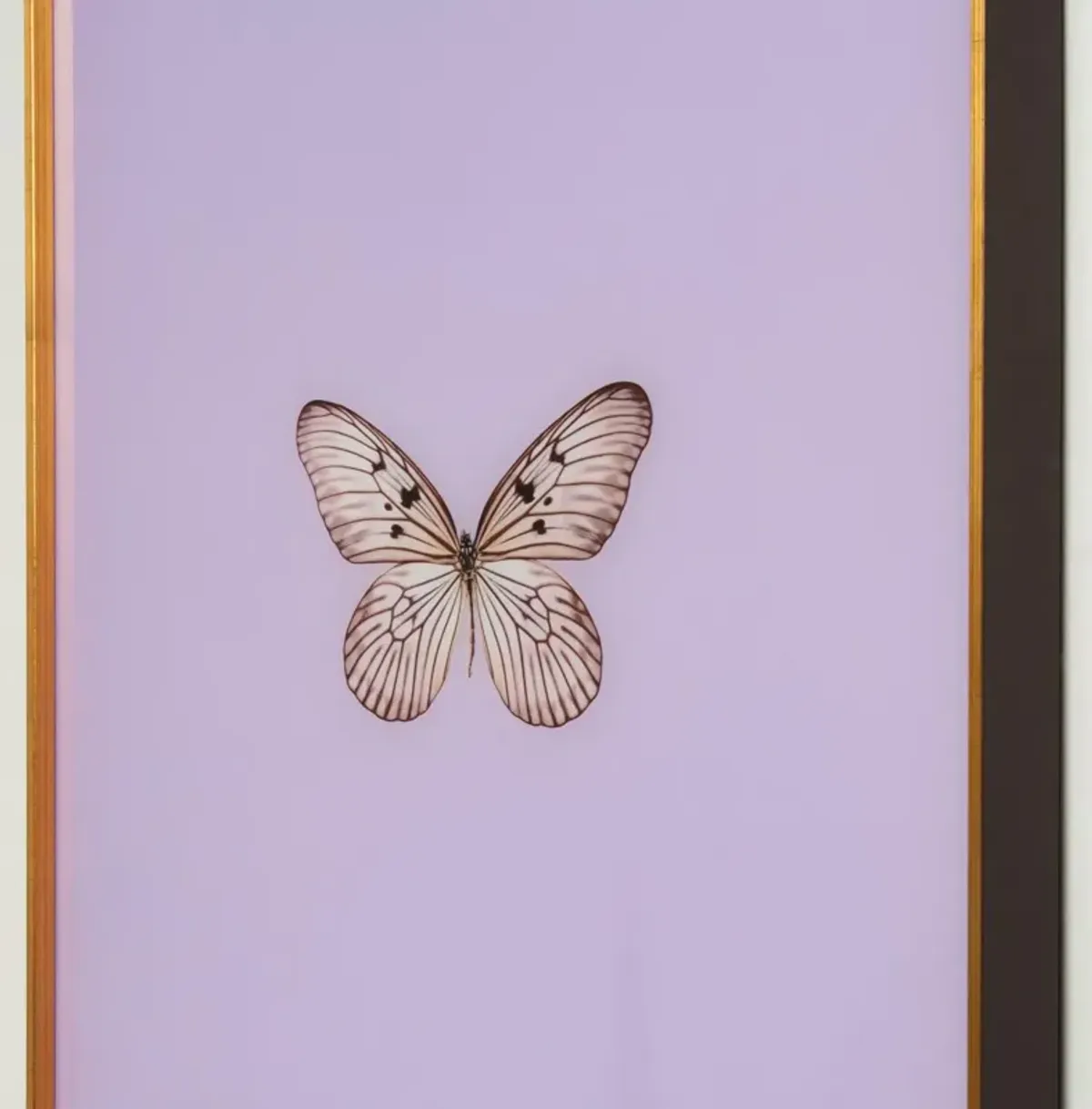 Framed Butterfly Print in Lavender