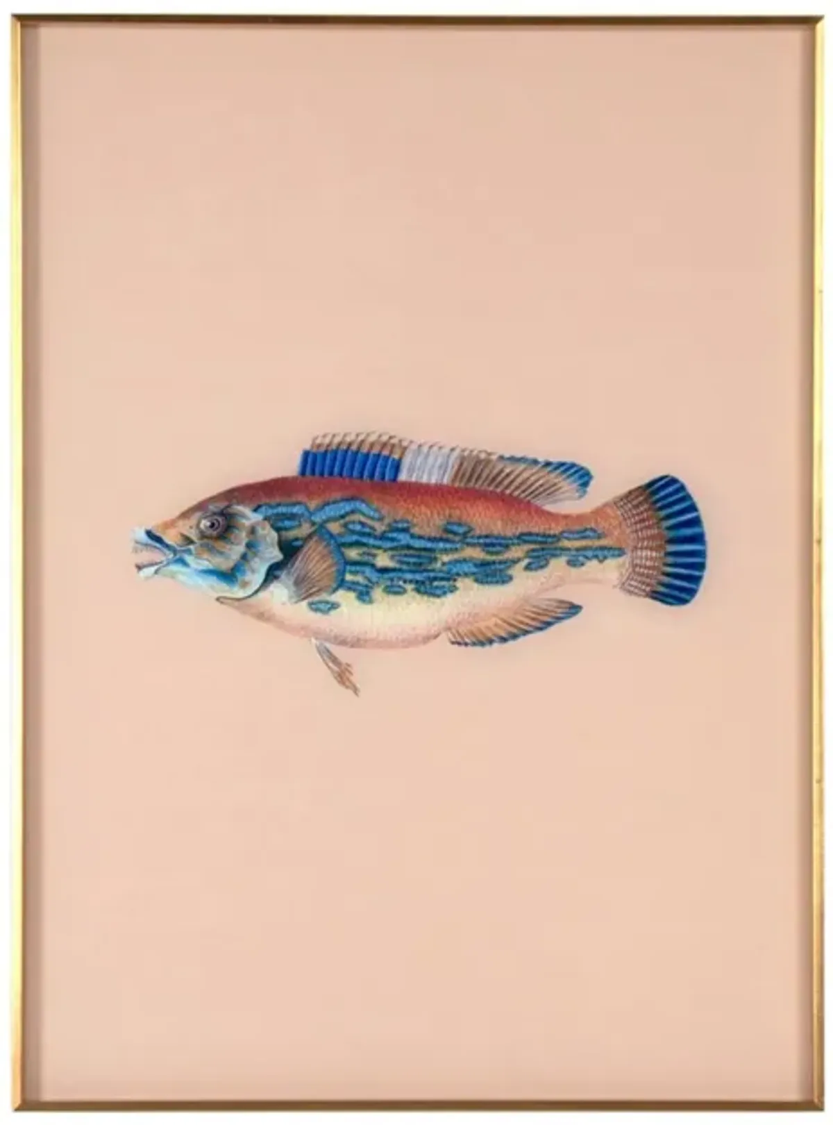 Framed Fish Print in Sand