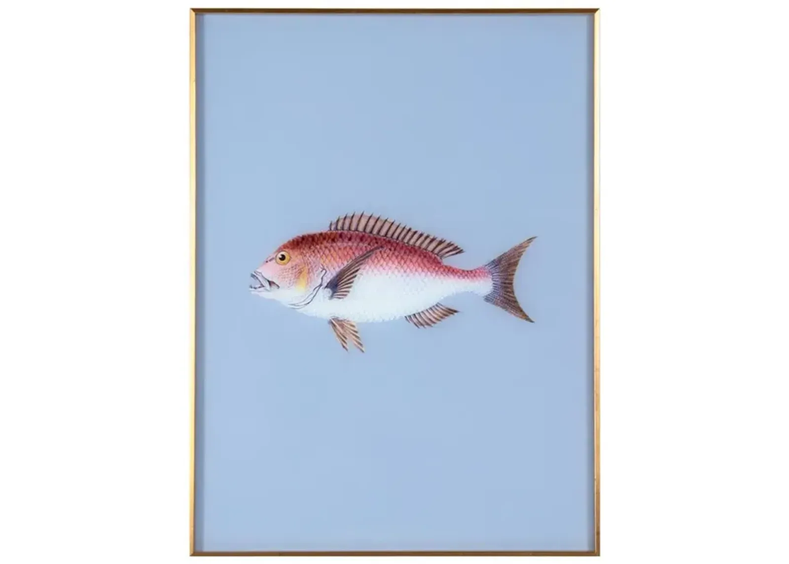 Framed Fish Print in Marine Blue