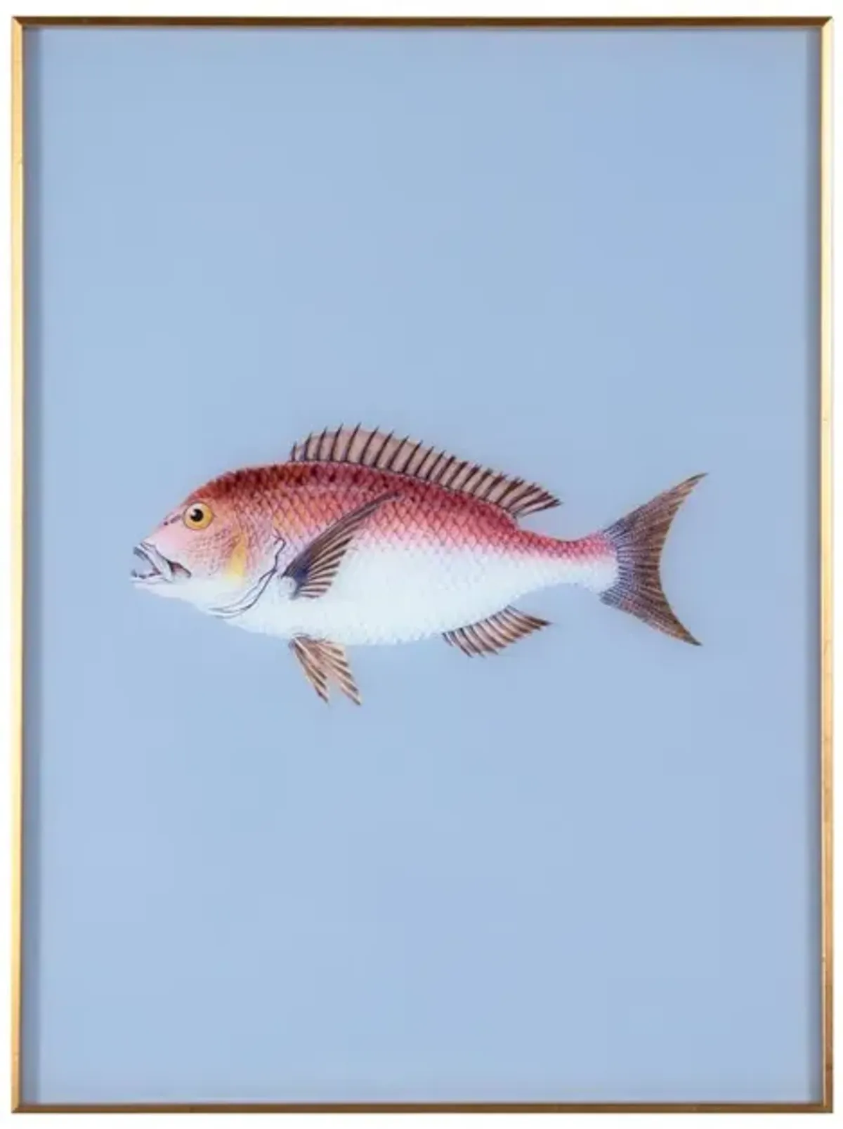 Framed Fish Print in Marine Blue