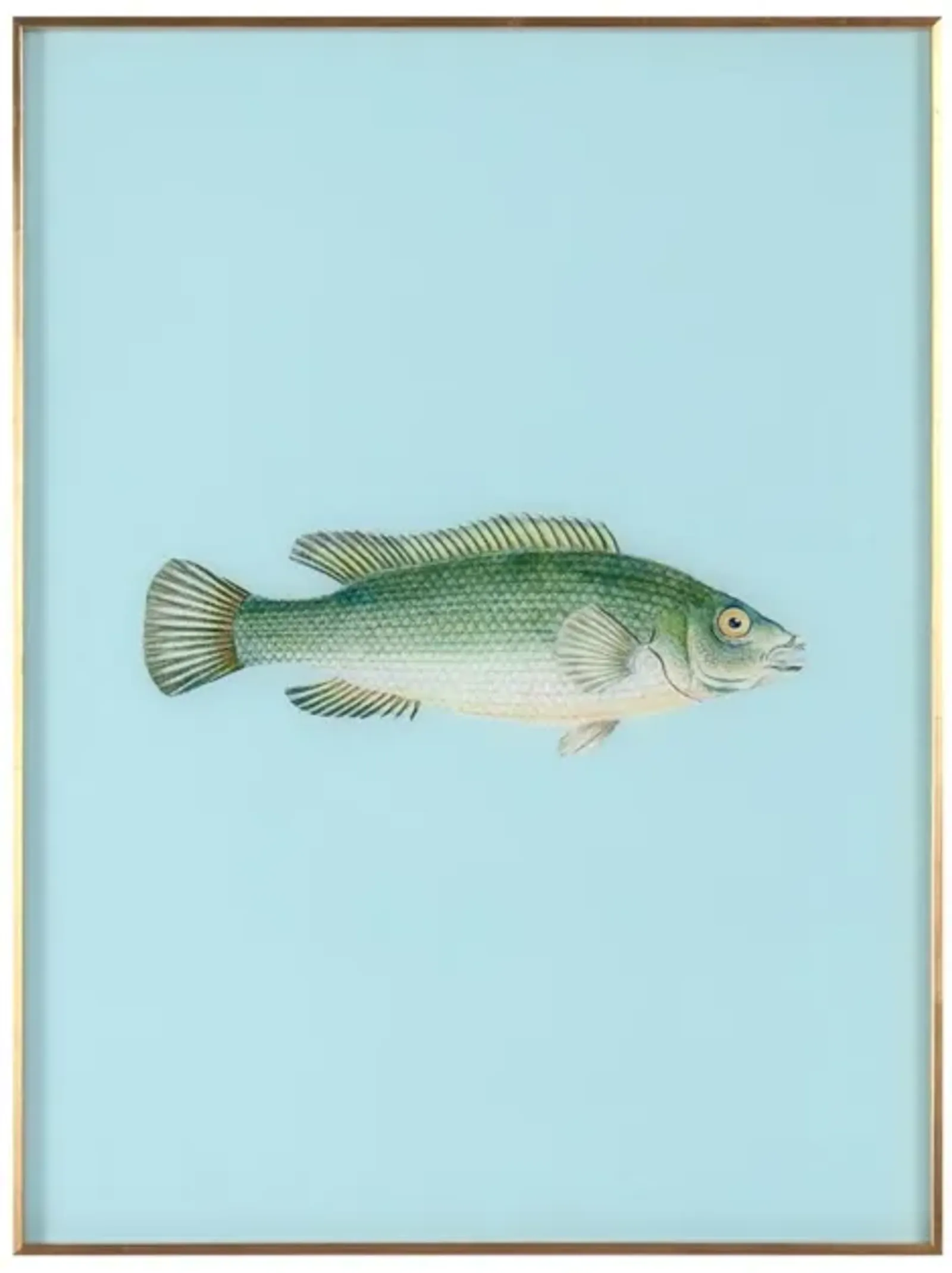 Framed Fish Print in Tide Blue