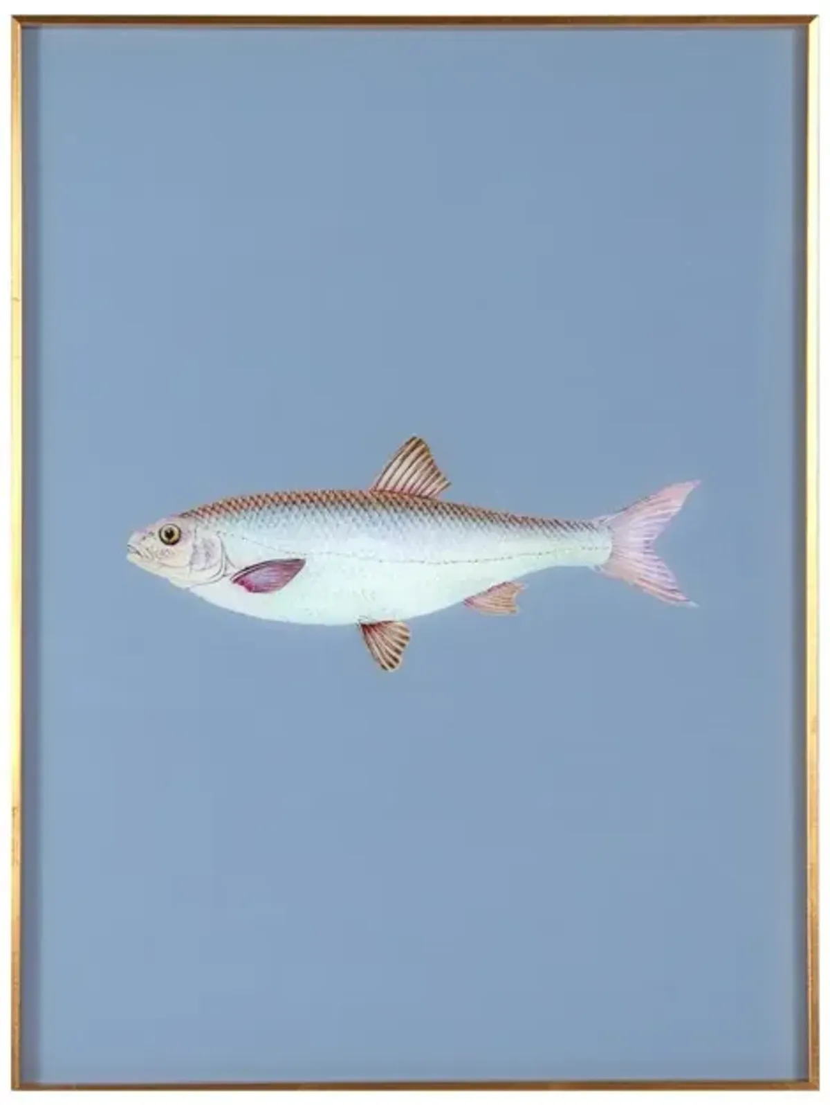 Framed Fish Print in Deep Sea Blue