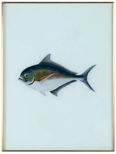 Framed Fish Print in Sea Spray