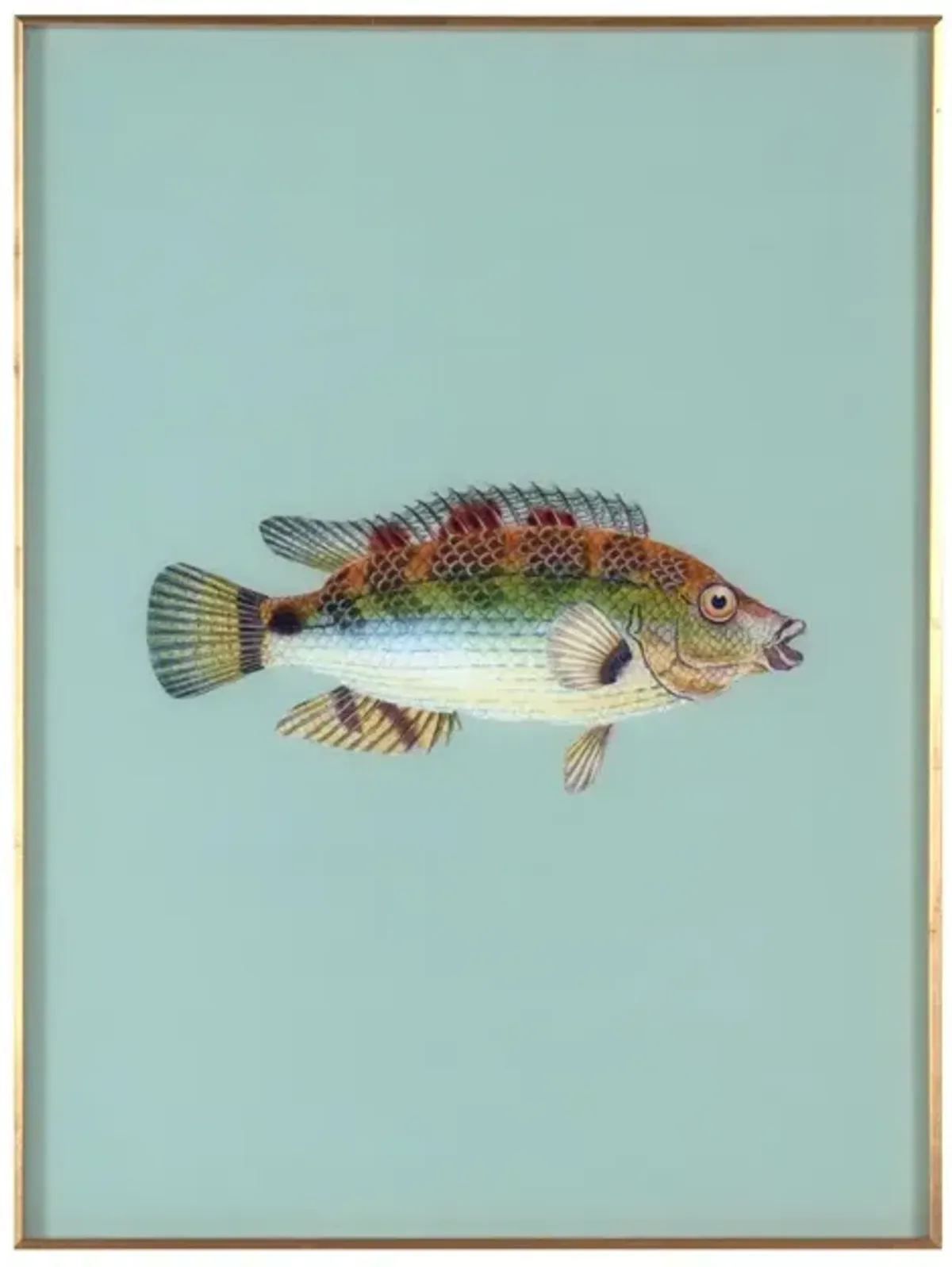 Framed Fish Print in Seagrass