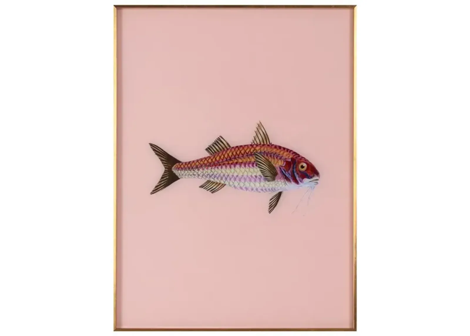 Framed Fish Print in Light Coral