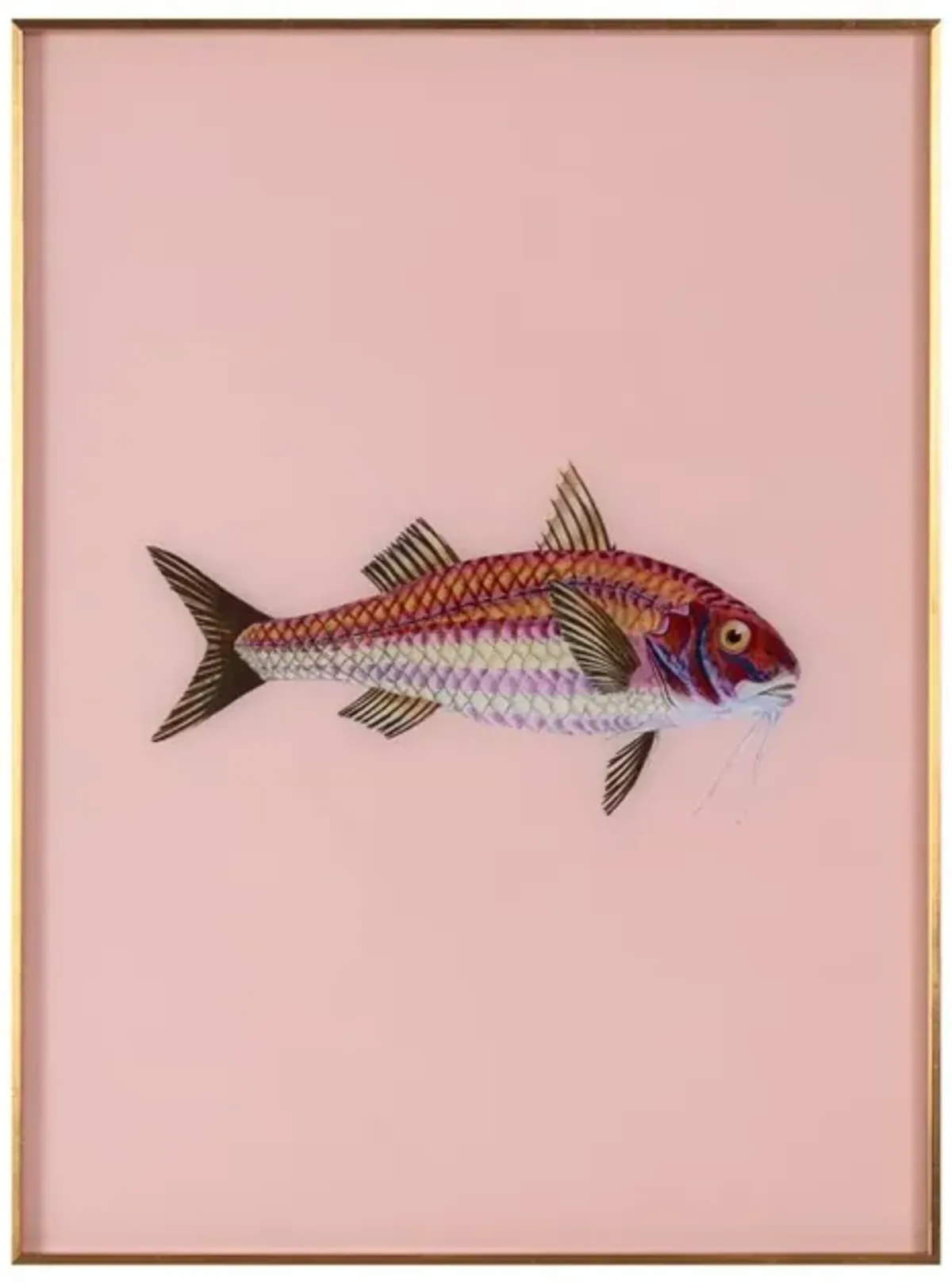 Framed Fish Print in Light Coral