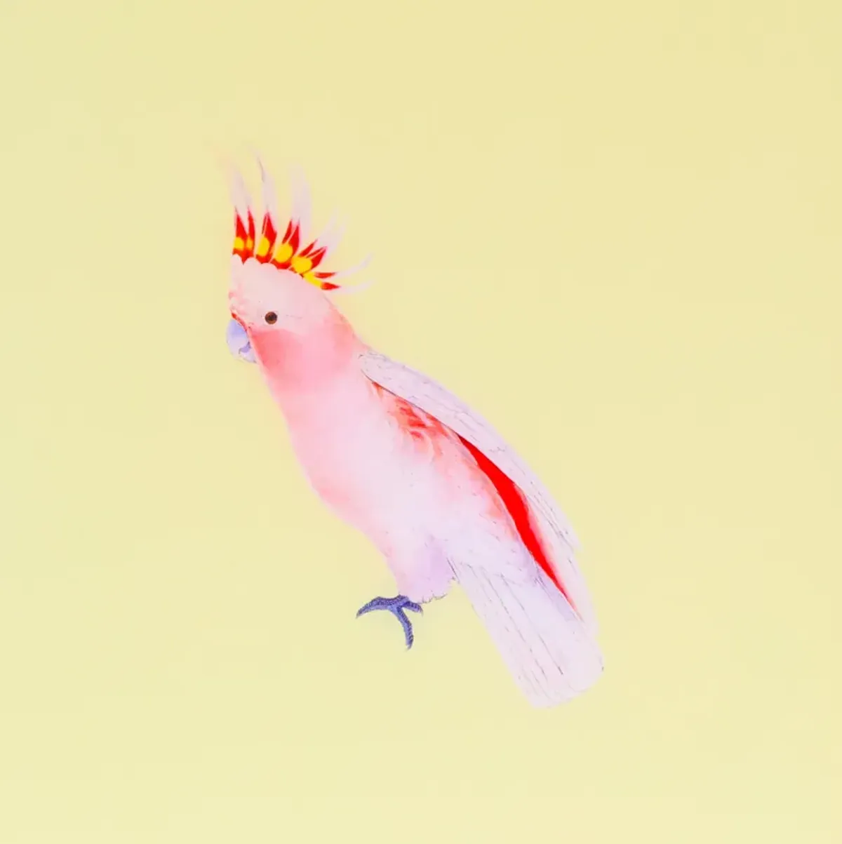 Tropical Bird Series - Butter