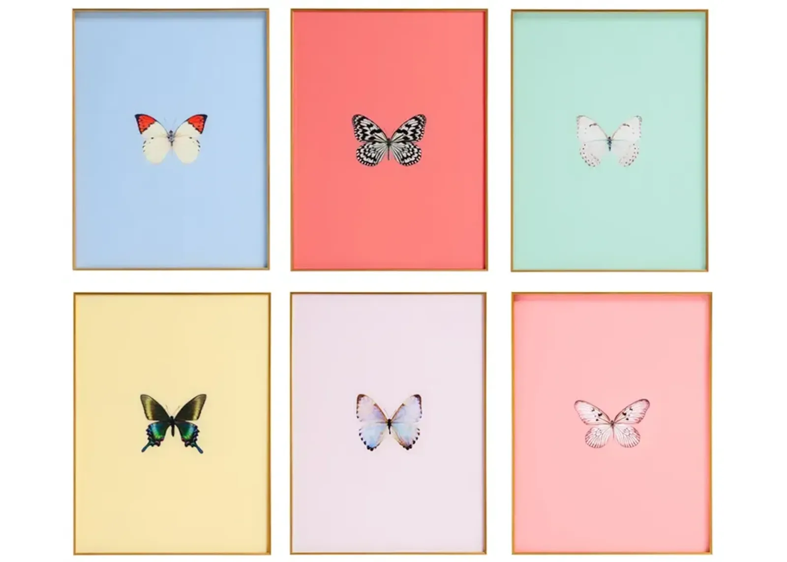 Framed Butterfly Print - Set of 6