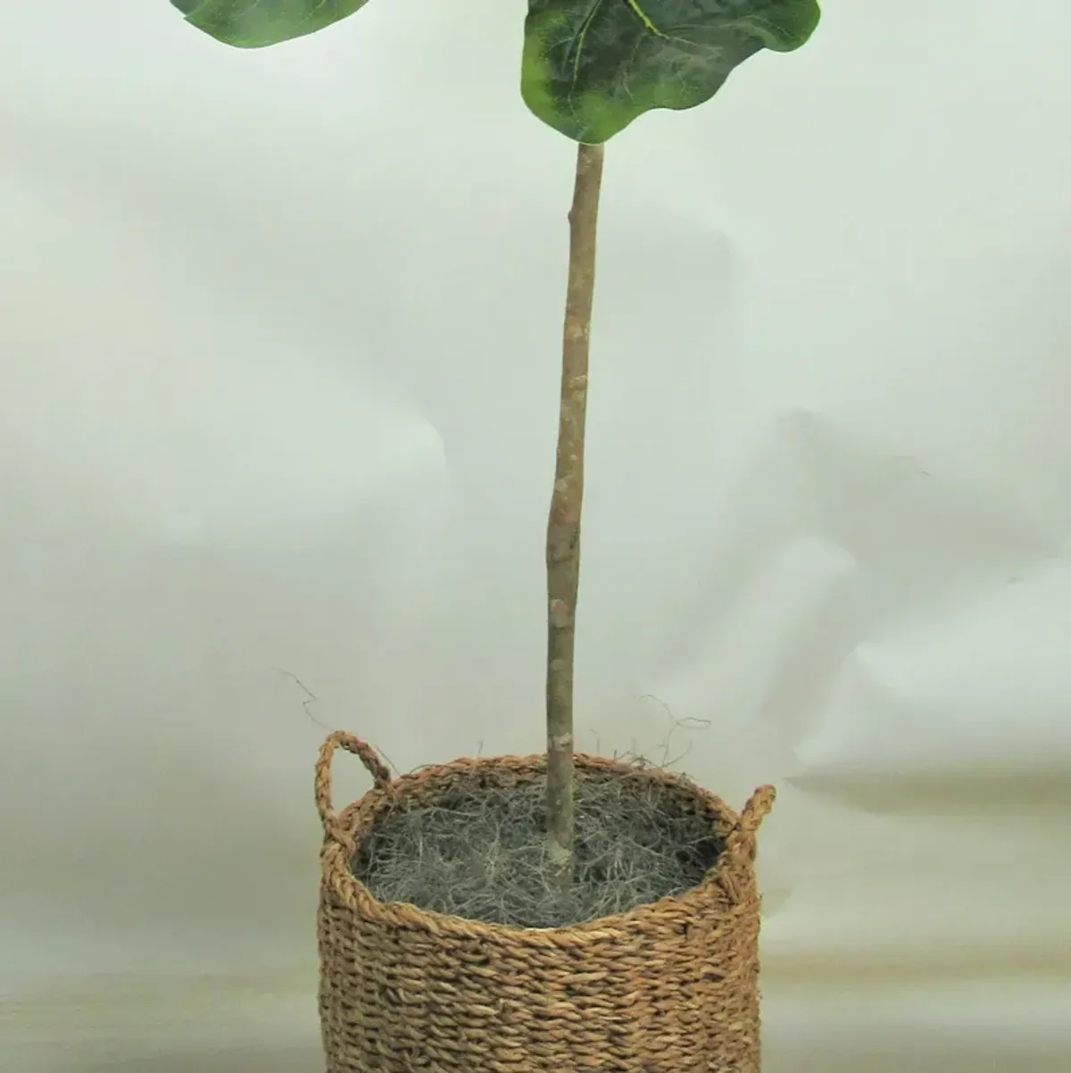 Fig Tree 5 Foot Greenery