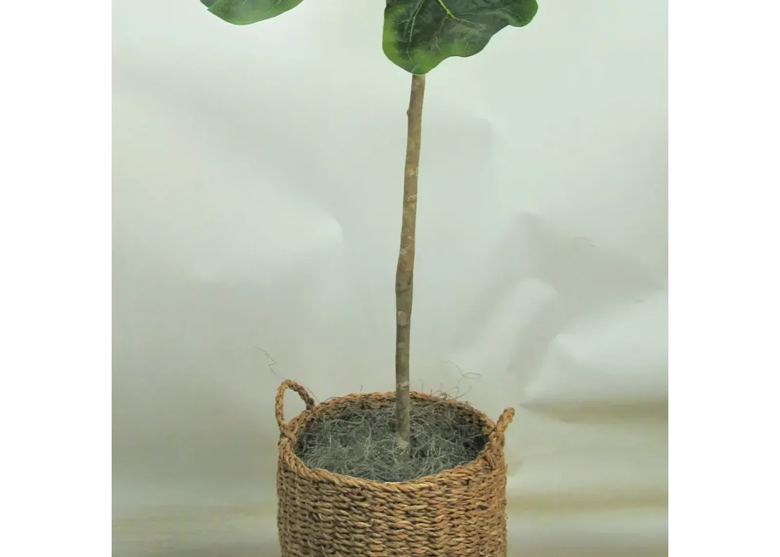 Fig Tree 5 Foot Greenery