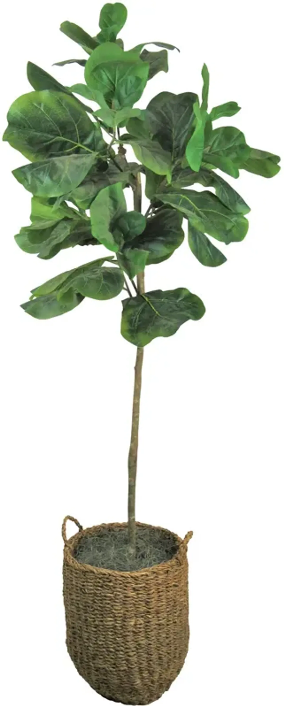 Fig Tree 5 Foot Greenery