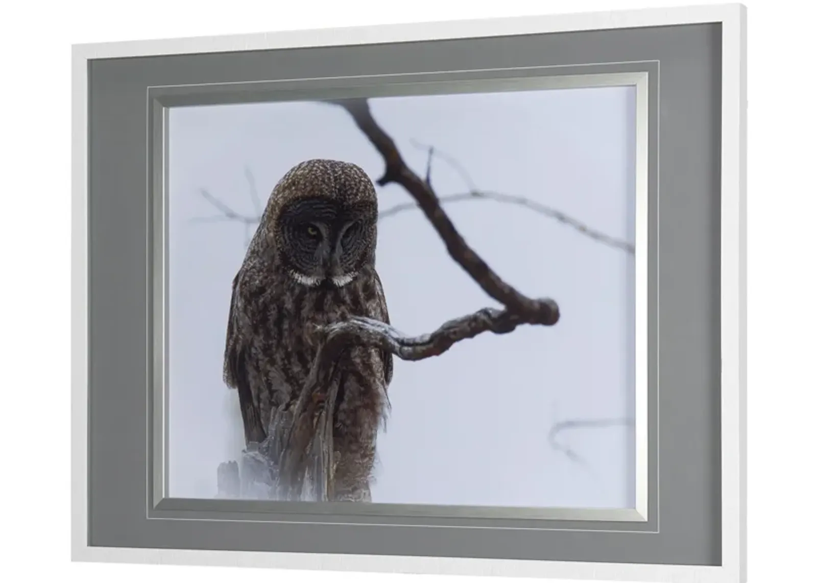 | Owl Wall Art | Gray