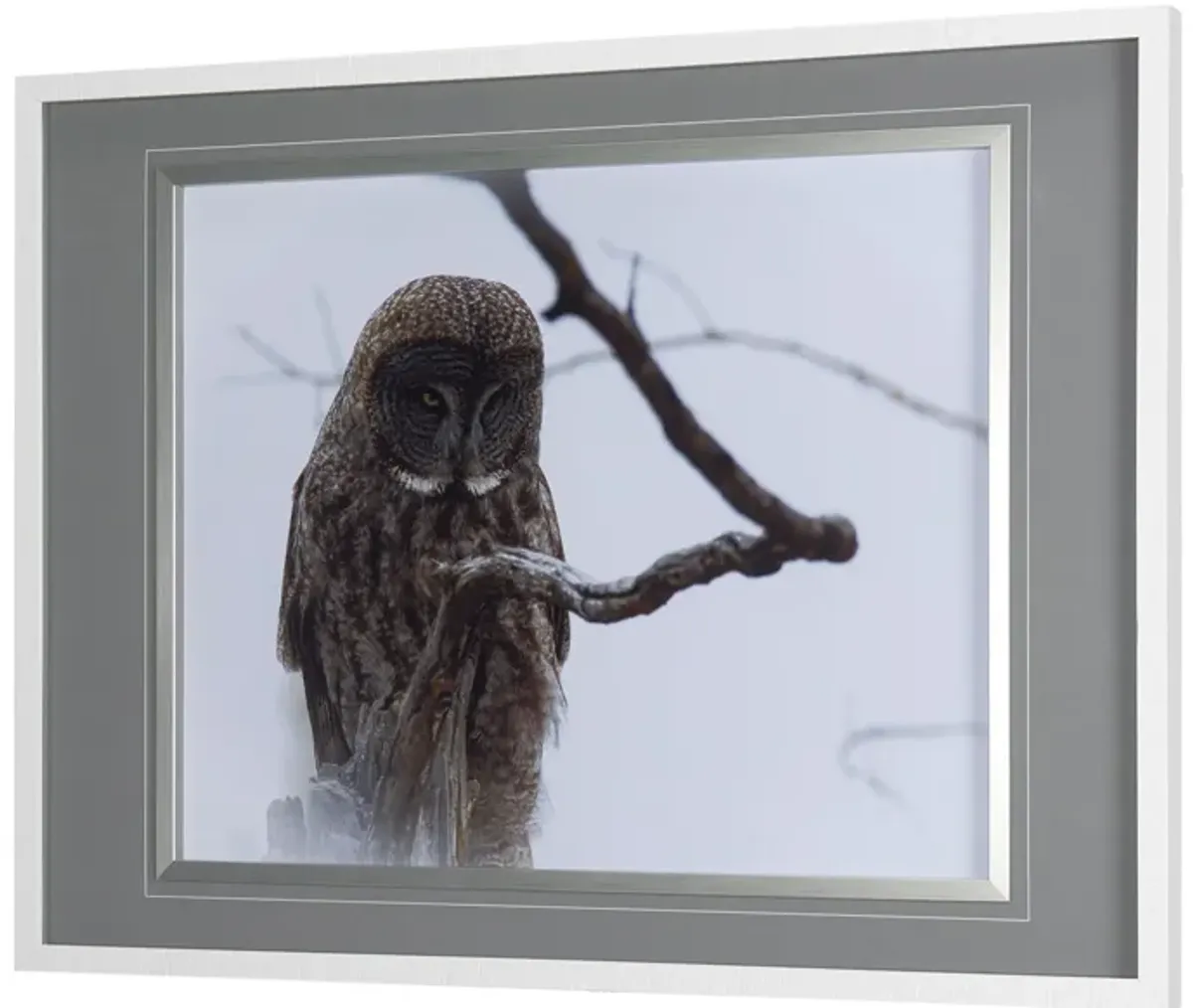 | Owl Wall Art | Gray