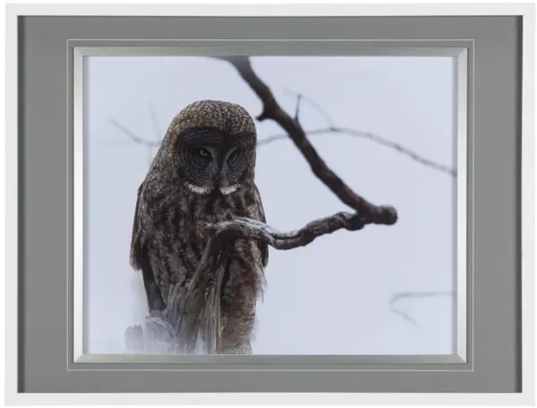 Mercana Furniture & Decor Owl Wall Art