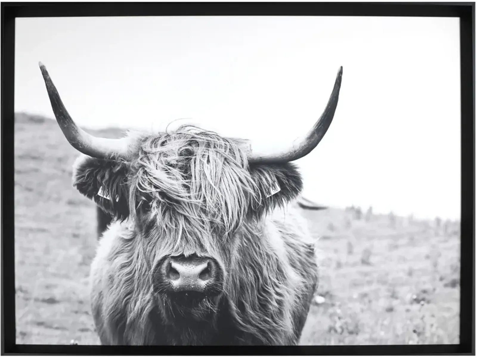 Staring Gaze Bull Wall Art