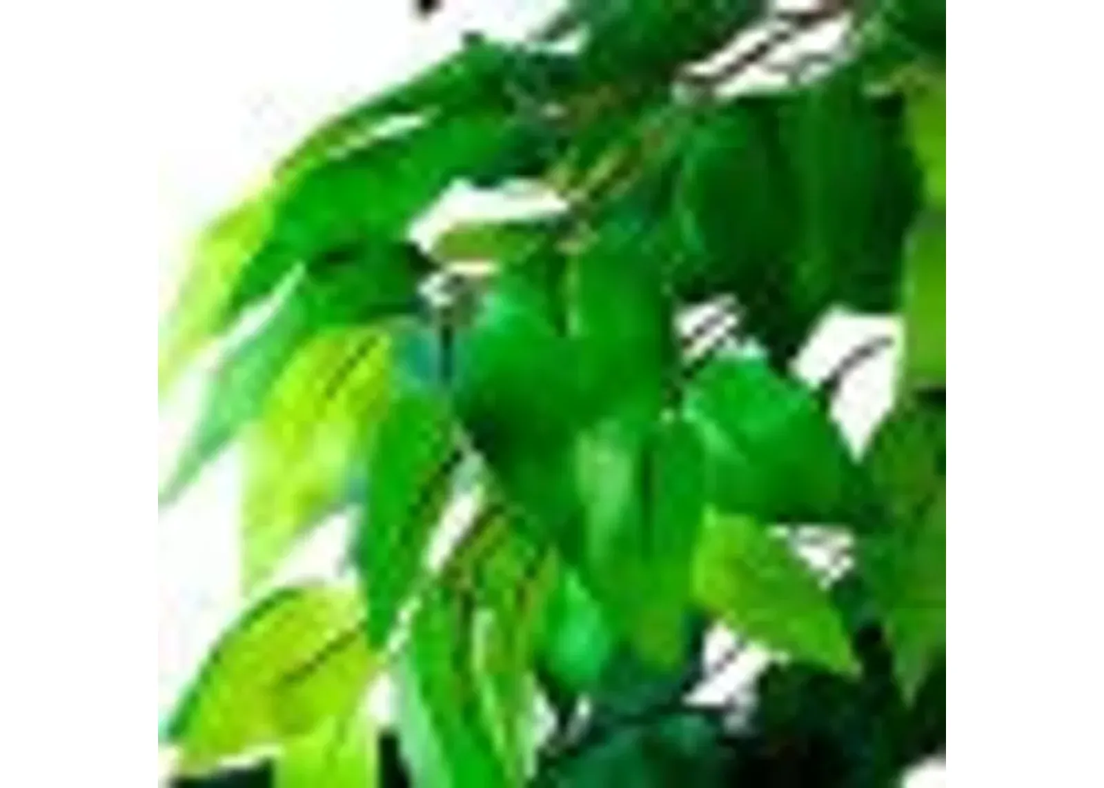 | Ficus 6 Foot Tree | Green