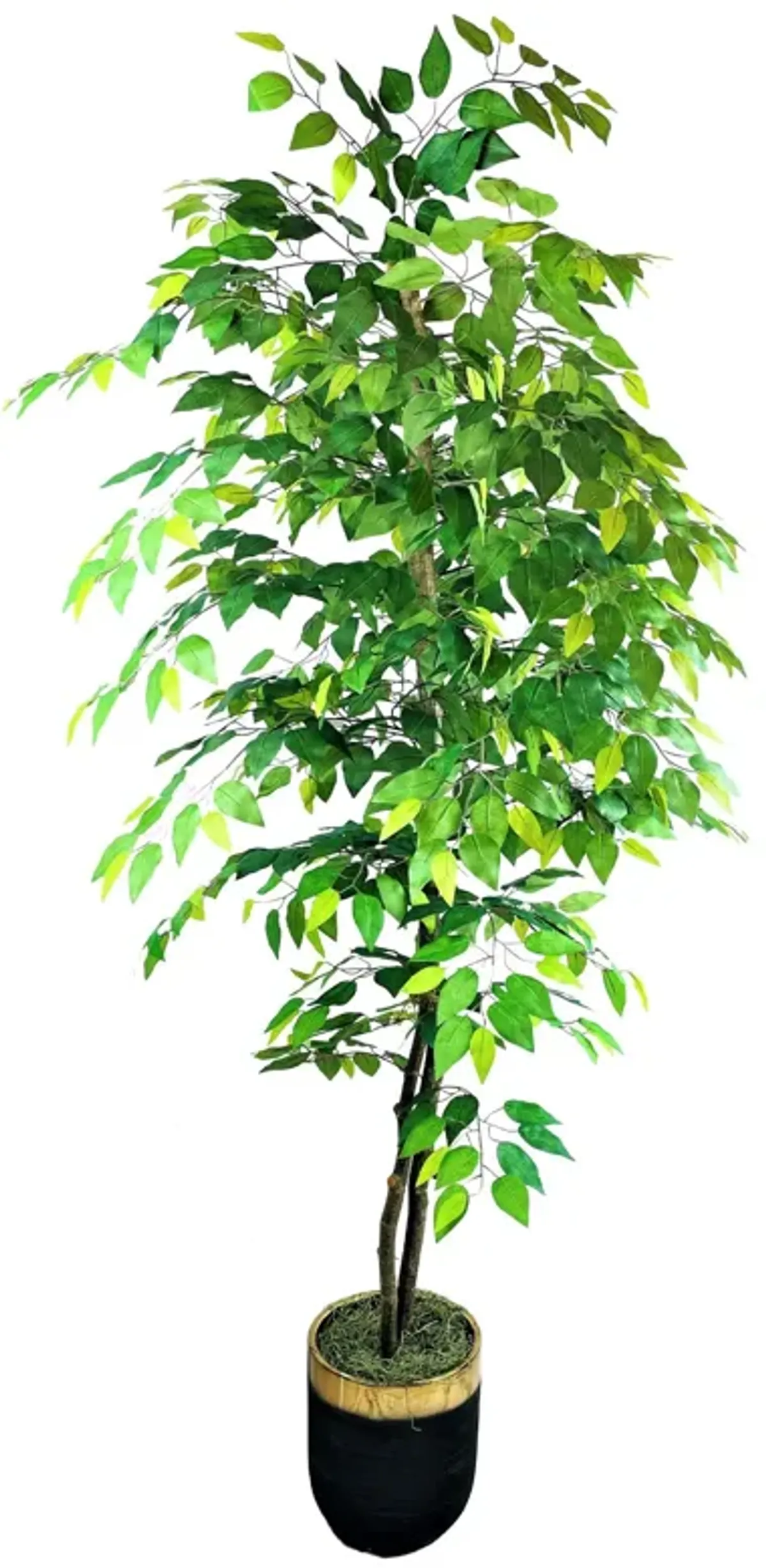 Ficus 6 Foot Tree