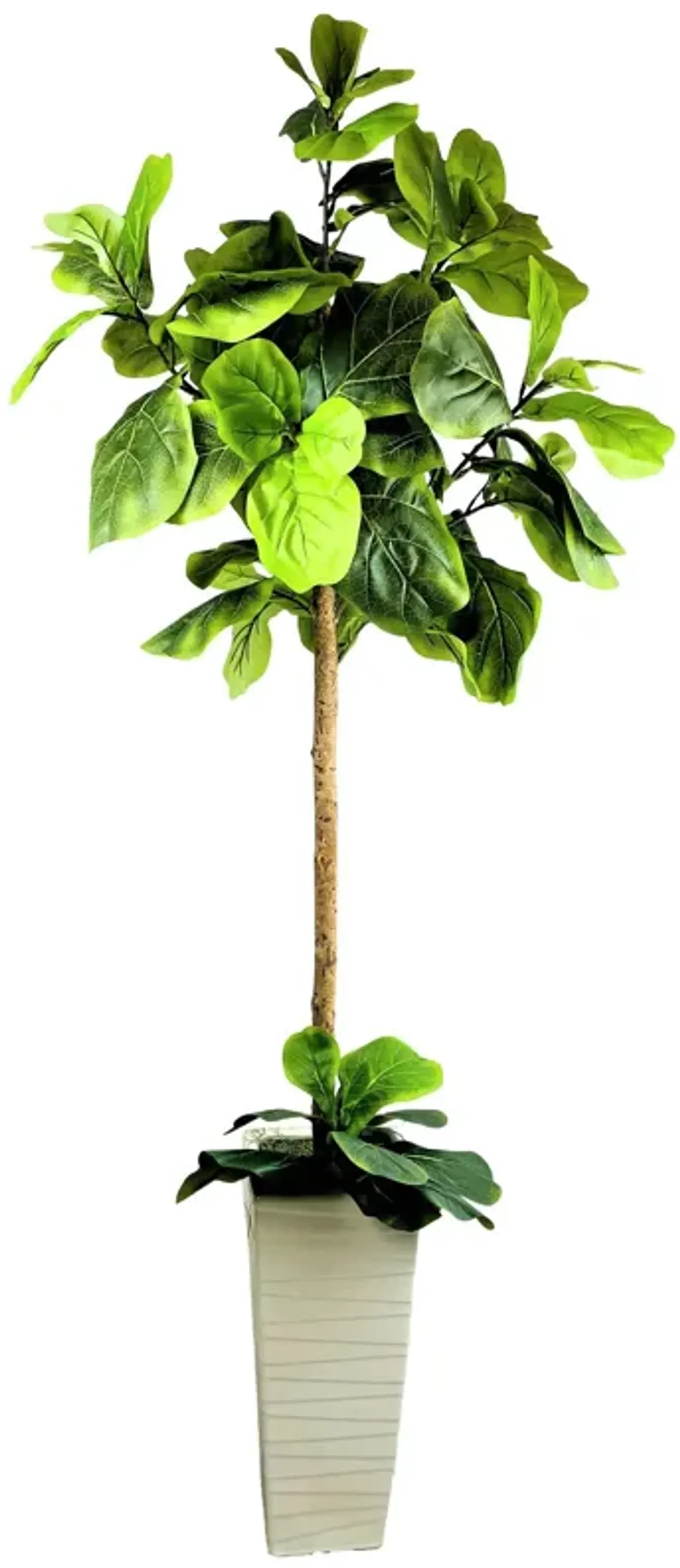 Fig Tree 6 Foot Planter