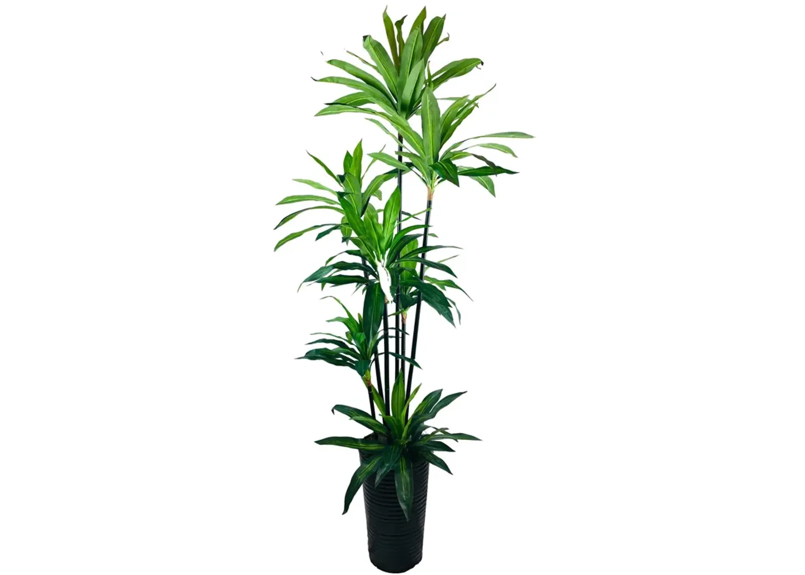 | Dracaena Deluxe 7 Foot Tree | Green