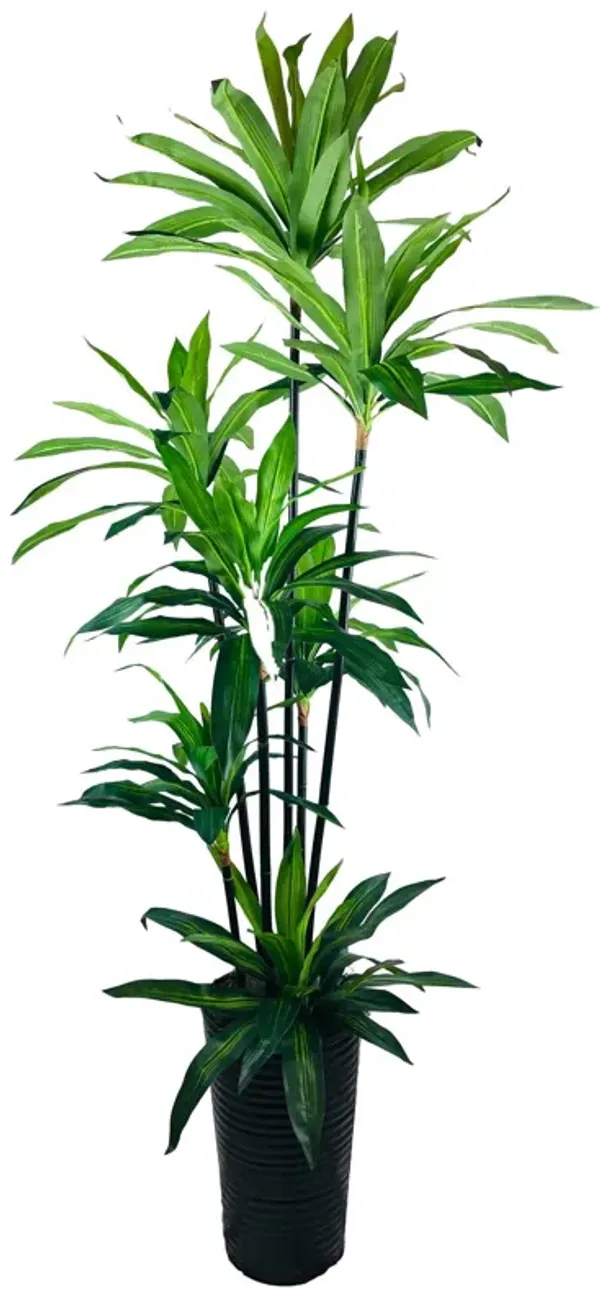 LCG Sales Dracaena Deluxe 7 Foot Tree