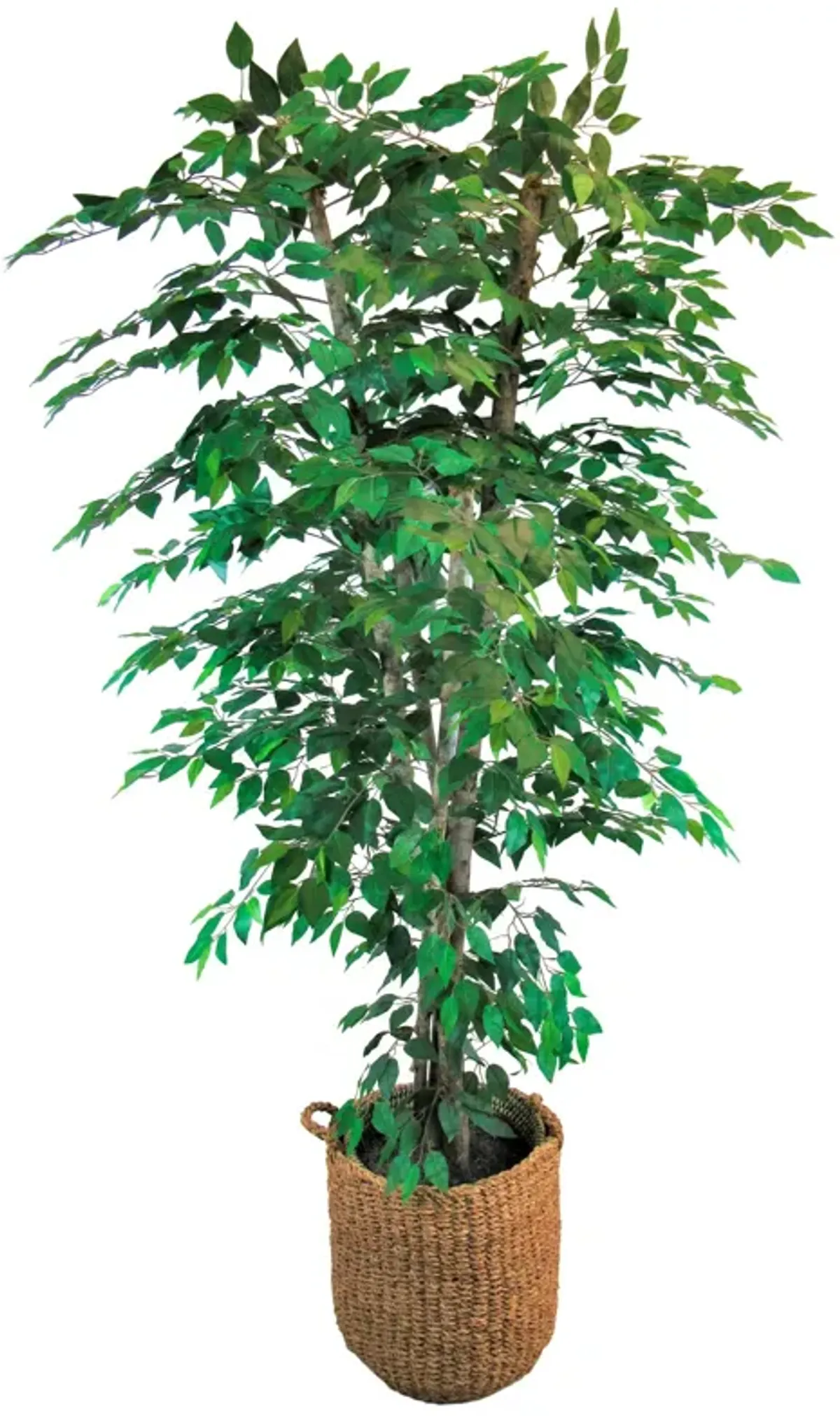 Clipped Ficus 7 Foot Basket