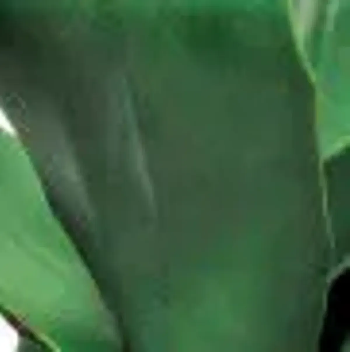 LCG Sales Agave 12 Inch Deco Cement Pot