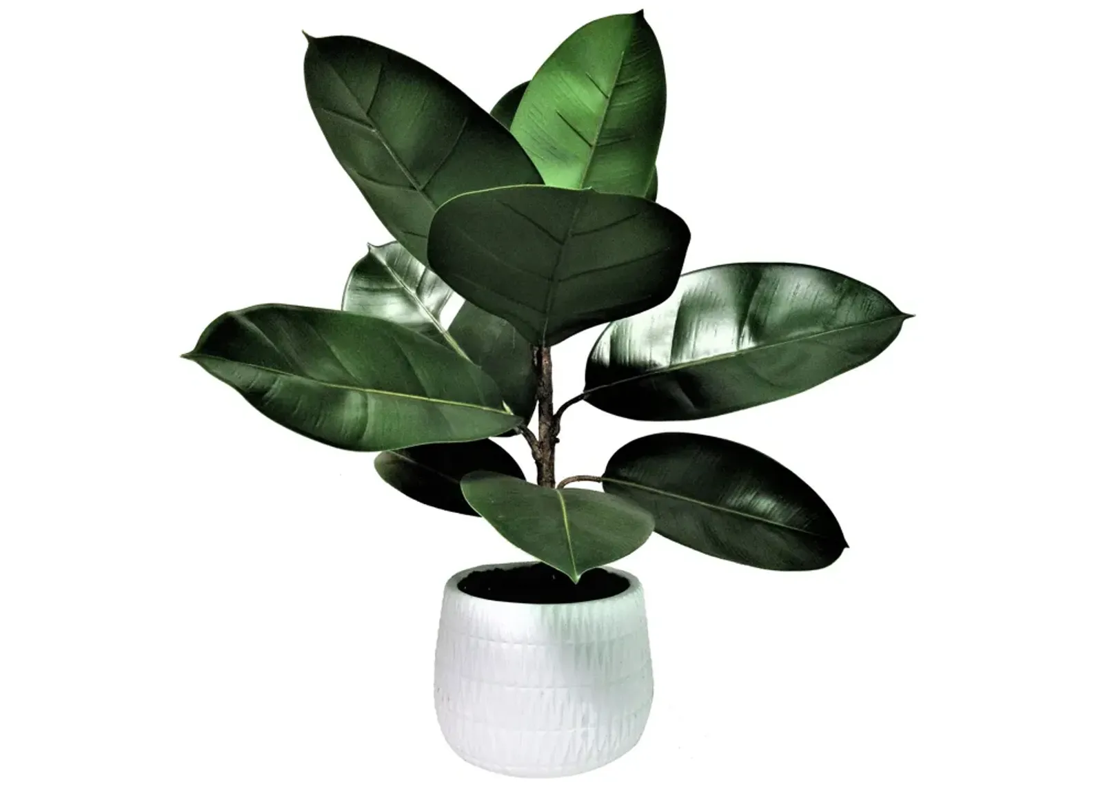 | Rubber Plant 22" Textured Pot | Green