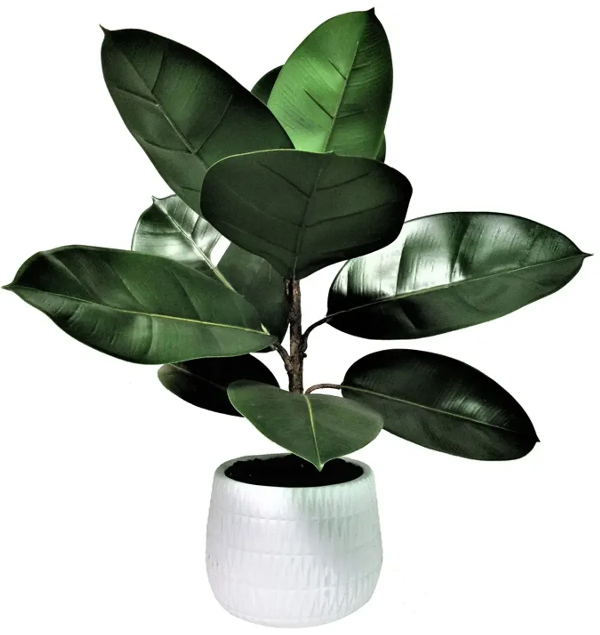 | Rubber Plant 22" Textured Pot | Green