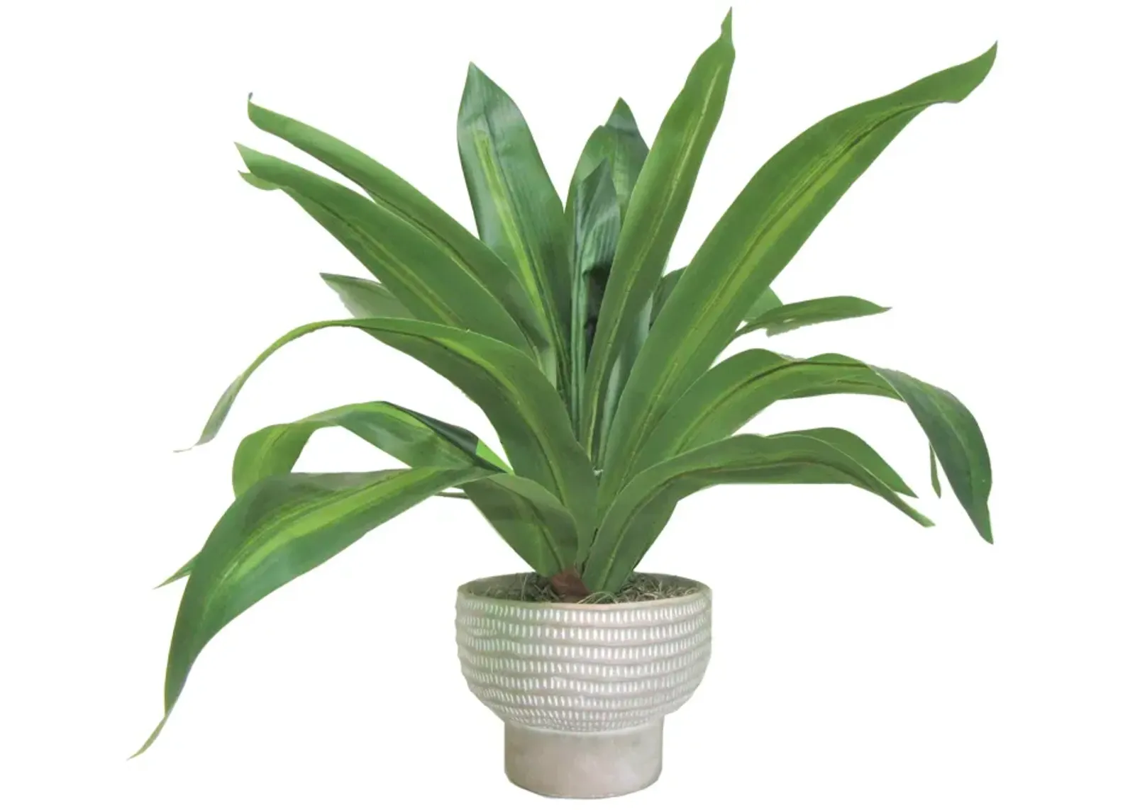 | Dracaena Plant In Cement Pot | Cream