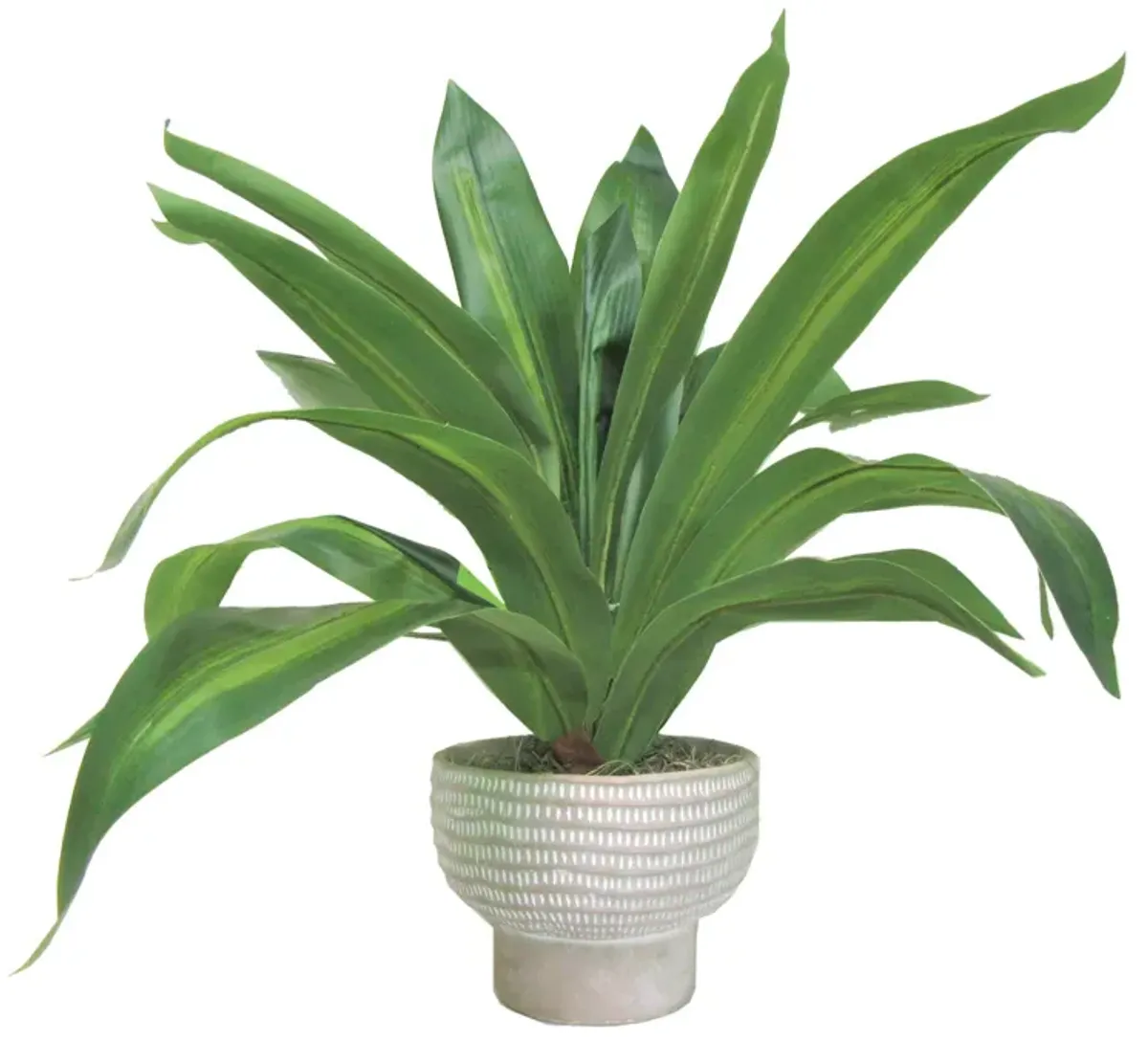 | Dracaena Plant In Cement Pot | Cream