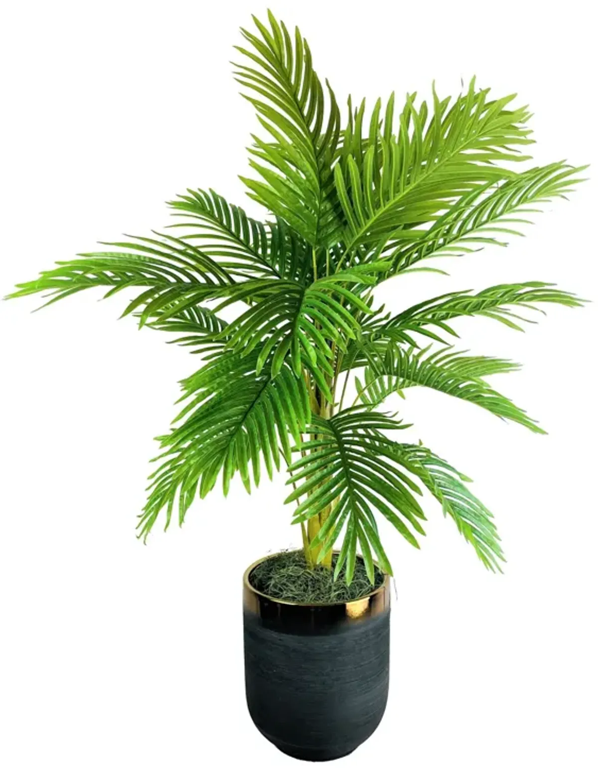 Palm 5 Foot Tree