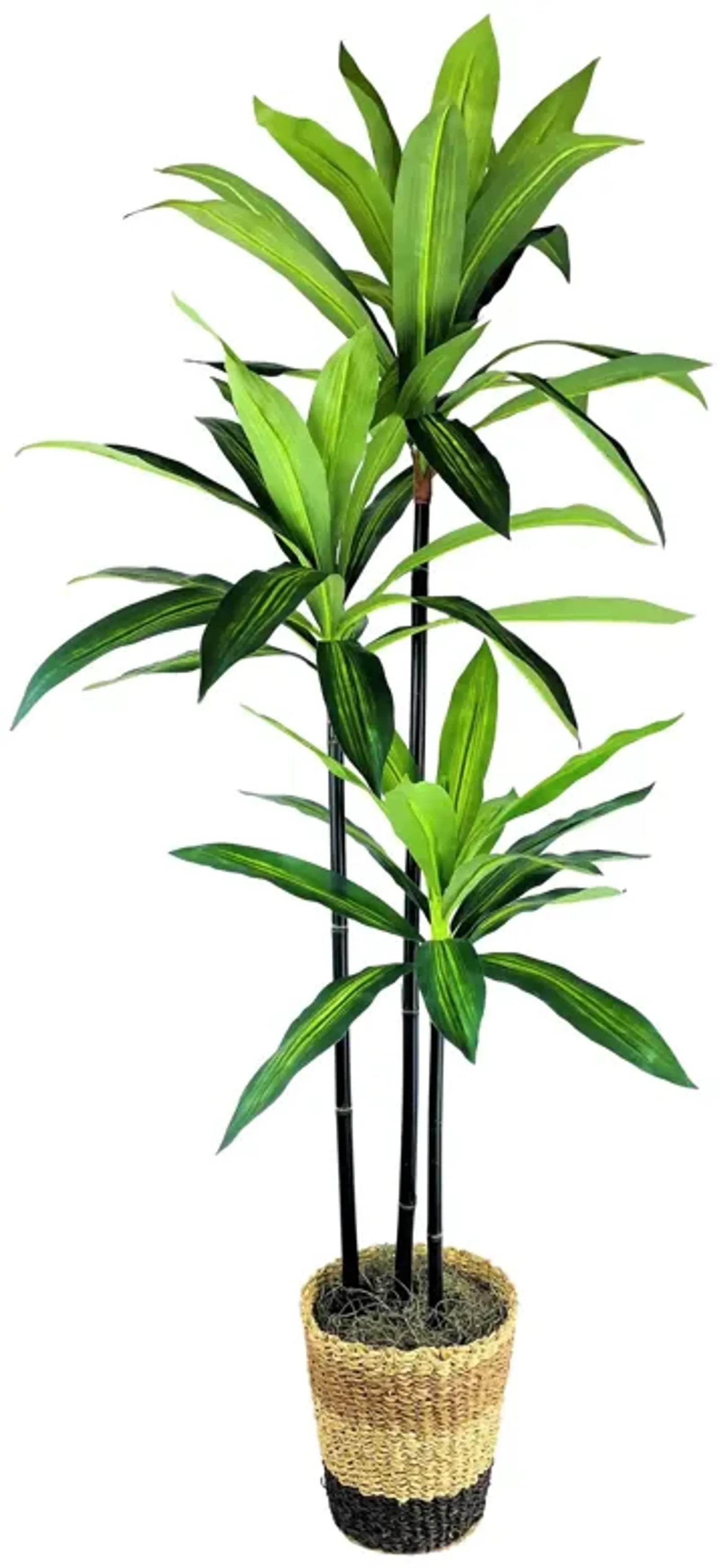 Dracaena Tree In Basket