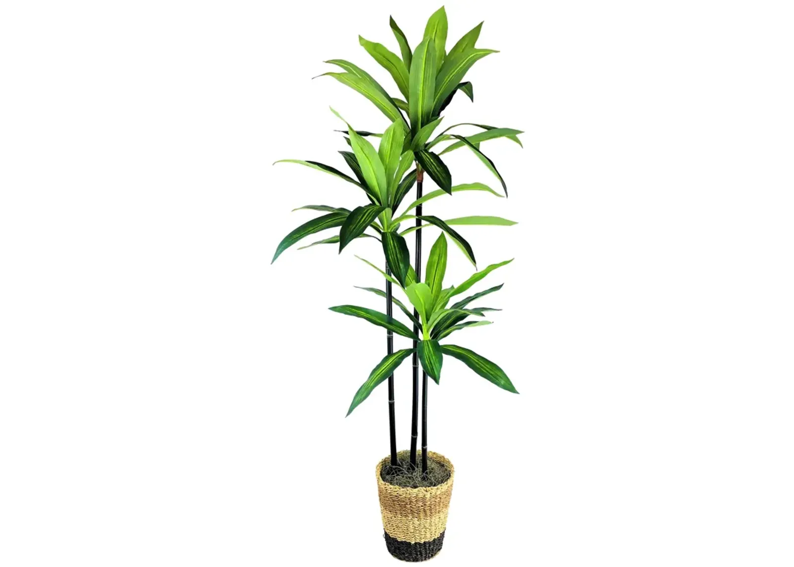 | Dracaena Tree In Basket | Green