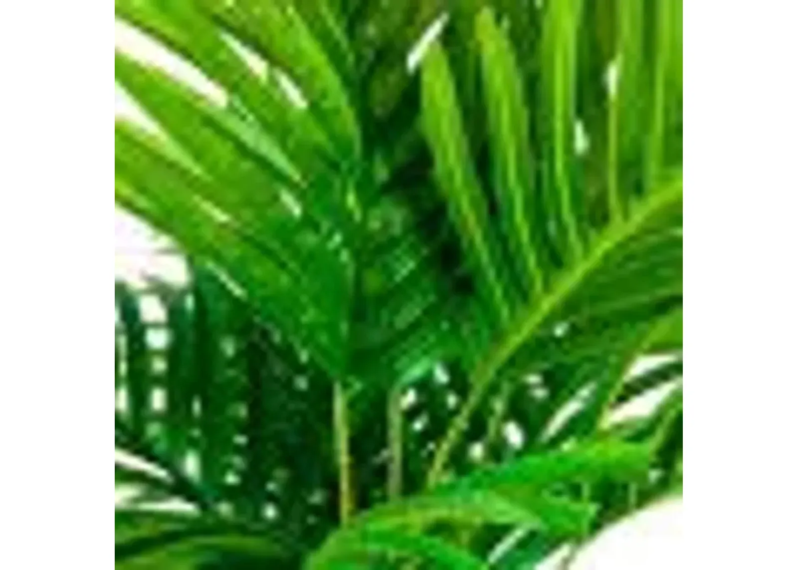 | Palm Tree 5 Foot Pot | Green