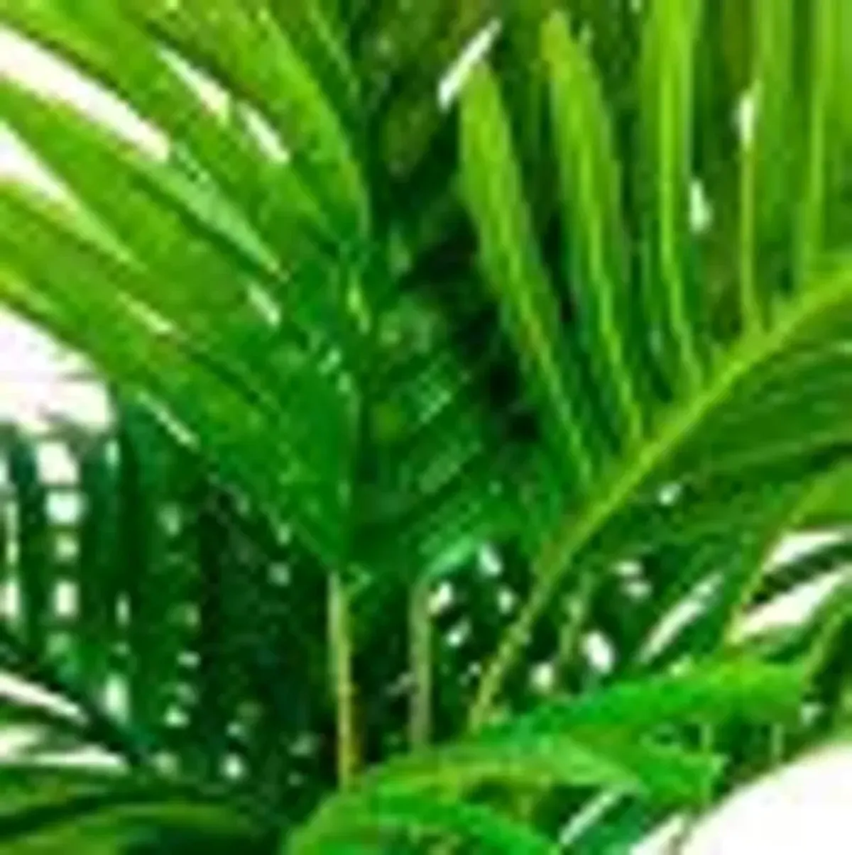 | Palm Tree 5 Foot Pot | Green