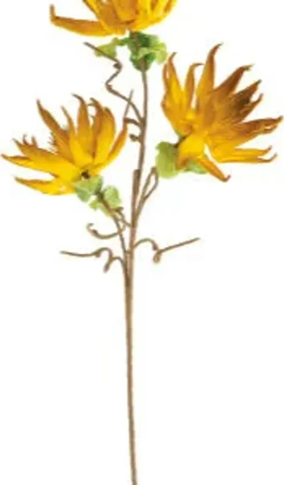 | Botanical Dried Sunflowers Greenery | Yellow