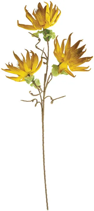 Botanical Yellow Dried Sunflowers Greenery