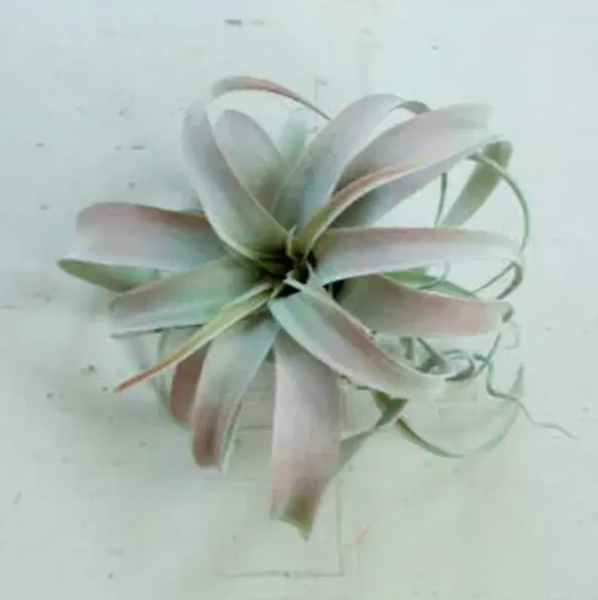 | Botanical Large Tillandsia Greenery | Light Green