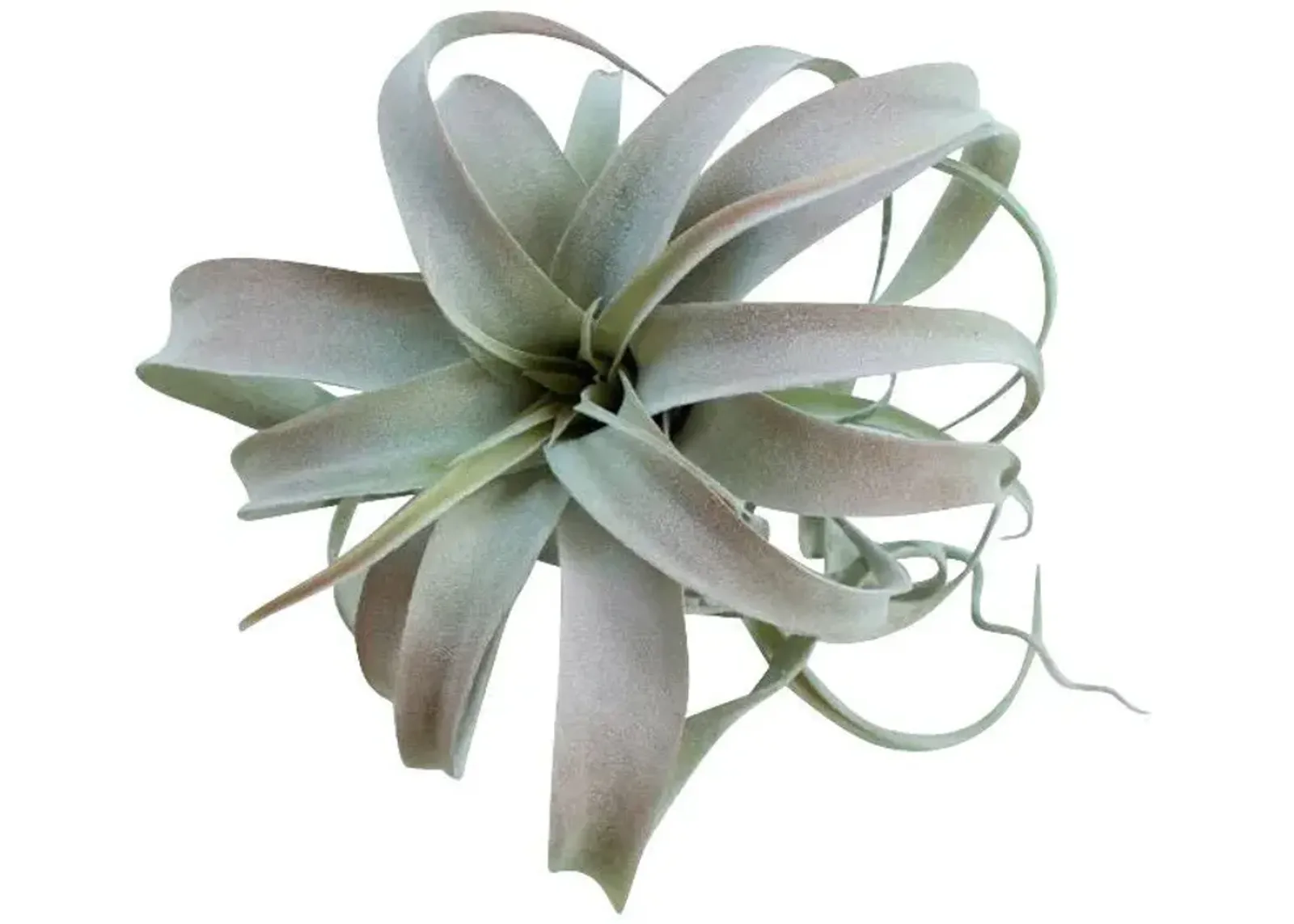 | Botanical Large Tillandsia Greenery | Light Green